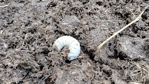 Close-up of white beetle grubs (scarab larvae) in organic compost soil. Detailed Video stock 340116965