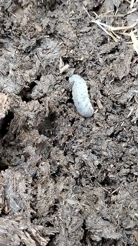 Close-up of white beetle grubs (scarab larvae) in organic compost soil. Detailed Video stock 340116981