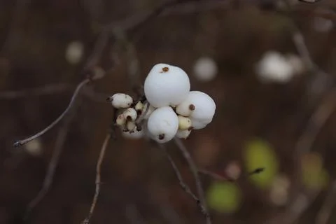 Close-Up of White Berries on Leafless Tree in Autumn 写真素材