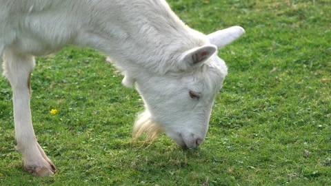 Close up of a white Billy Goat grazing in a field Stock Footage 135381417