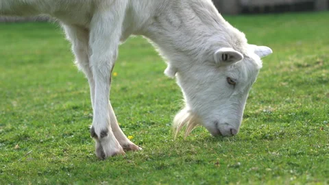 Close up of a white Billy Goat grazing in a field Stock Footage 135381490