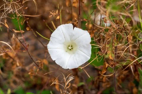 Close-up of a white bindweed flower with delicate petals blooming 스톡 사진