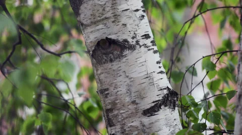 Close up of a white birch with brick house on a background, Netherlands Stock Footage 37557771