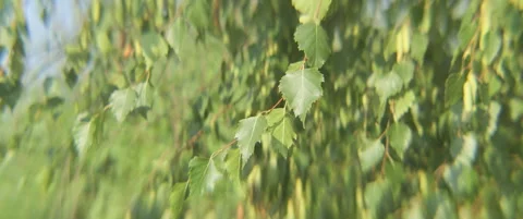 Close-up of white birch tree anamorphic 4K video Stock Footage 315283244