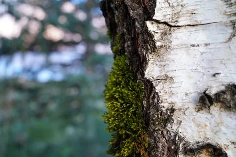 Close-up of white birch tree bark with green moss and blurred forest backgr.. Stock Photos