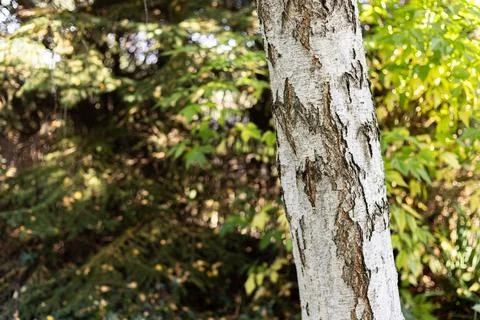 Close up of white birch tree trunk with textured bark. 스톡 사진