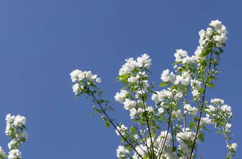 Close-up of white bird cherry branches in summer against a bright clear blue Stock Photos