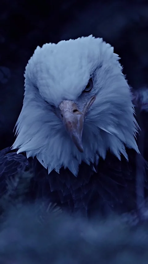 Close up of a white bird eagle Stock Footage 275175042