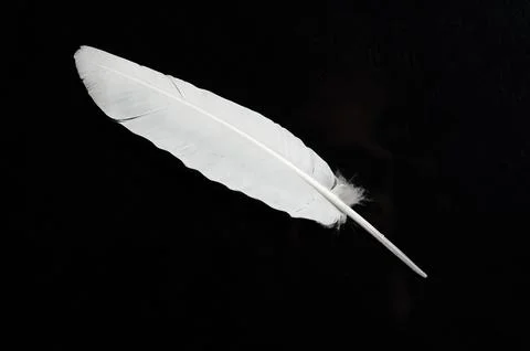 Close up white bird feather. Soft and sooth feather for animals concept. Stock Photos