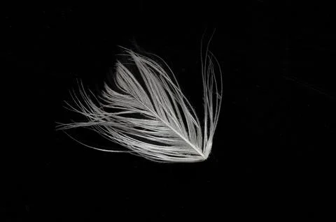 Close up white bird feather. Soft and sooth feather for animals concept. Foto stock