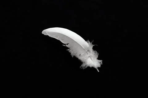 Close up white bird feather. Soft and sooth feather for animals concept. Stock Photos