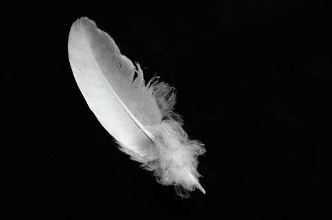 Close up white bird feather. Soft and sooth feather for animals concept. Stock Photos