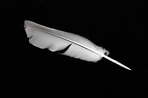 Close up white bird feather. Soft and sooth feather for animals concept. Stock Photos