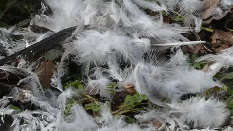 Close-up of white bird feathers on the ground among dry leaves Stock Footage 330859167
