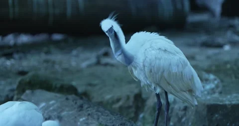 Close-up of a White Bird Preening Its Feathers Stock Footage 265349294