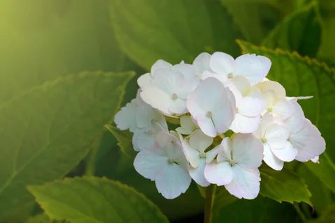 Close-up of a white blooming hydrangea in the park. Stock Photos