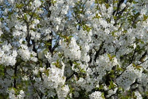 Close up on white blooming in spring Foto stock