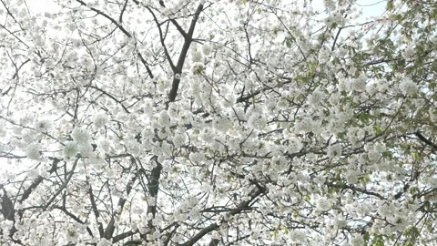 Close up of a white blossom in a park on a spring day, slow motion Stock Footage 307402394