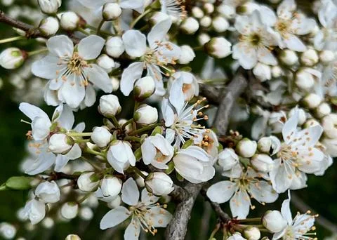 Close-up of a white blossoming apple tree Stock Photos