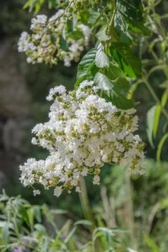 Close up of white blossoming Stock Photos