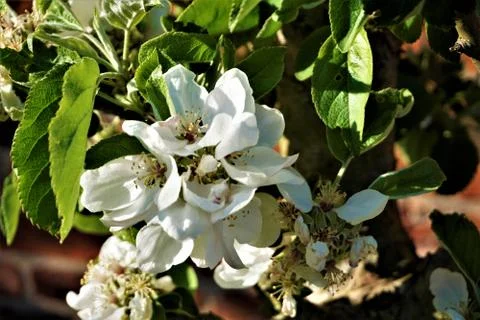 Close up of white blossoms of apple tree Stock Photos