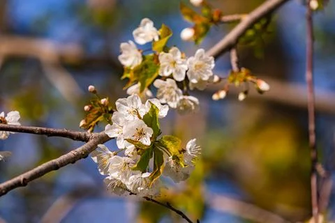 Close-up of white blossoms on a branch isolated against a blue sky in spring Stock-Fotos