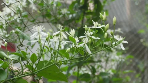 Close Up of White Blossoms Stock-Footage 336686782