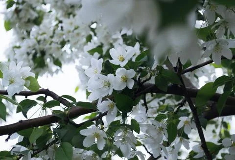 Close-up of white blossoms in spring Stock Photos