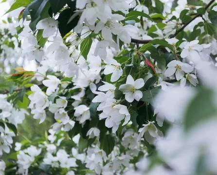 Close-up of white blossoms in spring Stock Photos