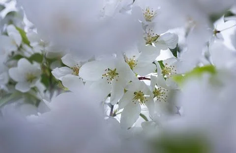 Close-up of white blossoms in spring Stock Photos