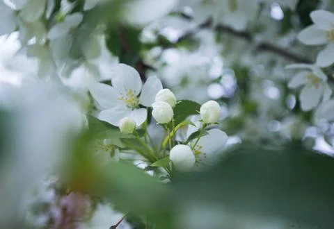 Close-up of white blossoms in spring Stock Photos