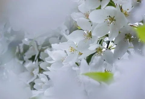Close-up of white blossoms in spring Stock Photos