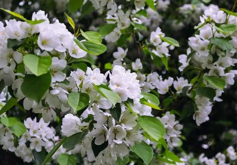 Close-up of white blossoms in spring Stock Photos