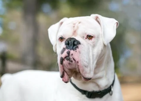 Close up of a white Boxer mixed breed dog Stock Photos