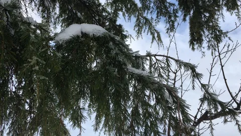Close-up of  white branches of a frozen tree covered with snow. 4K  video Stock Footage 87816042