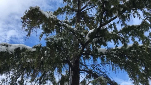 Close-up of the white branches of a frozen tree covered with snow.4K  video Stock-Footage 87816838