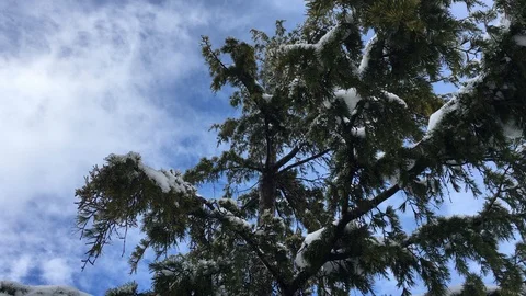 Close-up of the white branches of a frozen tree under a blue sky.4K  video Stock Footage 87818269