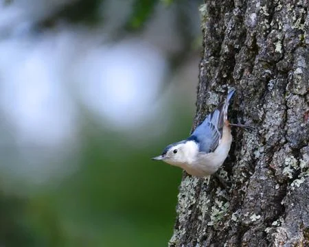 Close up on white breasted nuthatch on the tree trunk Stock Photos