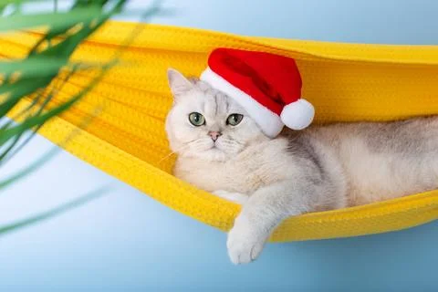 Close up of white british cat in a red Santa Claus hat, resting in a yellow Stock Photos