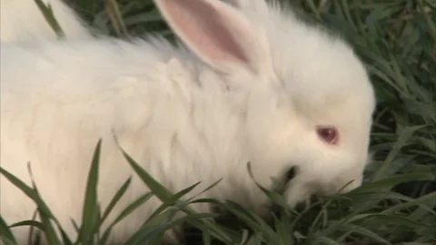 Close up of white bunnies eating grass together Stock Footage 125600565