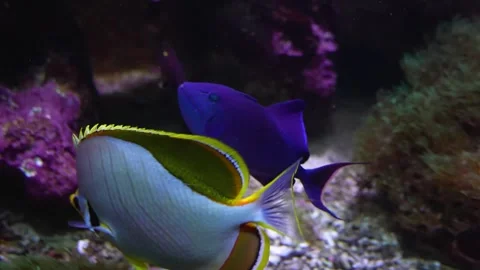 Close up of a white butterfly fish floating Stock Footage 297017610