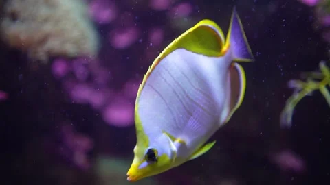 Close up of a white butterfly fish Stock Footage 294247158