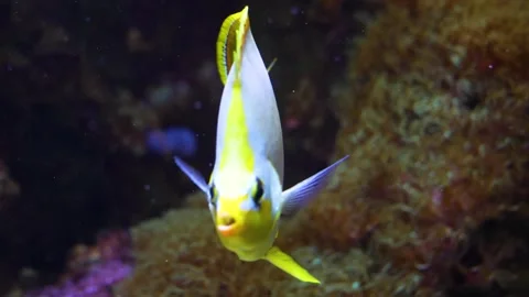 Close up of a white. Butterfly Fish Stock Footage 299947221