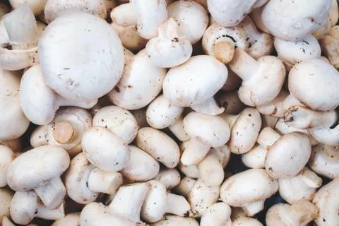 Close-up of white button mushrooms Stock Photos