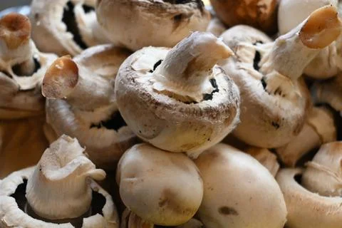 Close-up of white button mushrooms Stock Photos