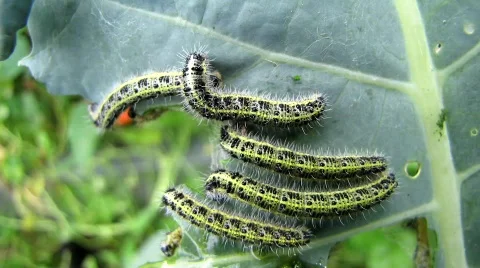 Close up of White cabbage caterpillars feeding on cabbage Stock Footage 798327