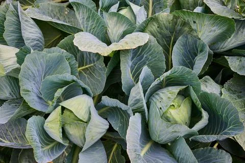 Close-up of a white cabbage crop. Stock Photos