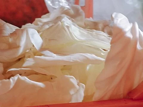 Close up of white cabbage Stock Photos