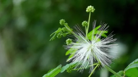 Close up of white calliandra or Calliandra tetragona flowers swaying in the Stock Footage 319942542