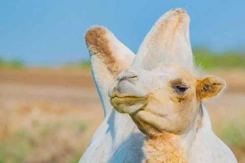 Close-up of a white camel's muzzle in the steppes of kazakhstan Stock Photos